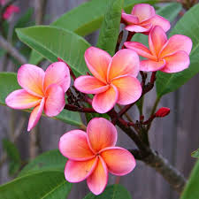 Growing Plumeria Frangipani Indoors In Containers Part2 5 Plumeria Flowers Amazing Flowers Pretty Flowers