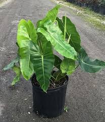 Elephant ear philodendron (philodendron domesticum or philodendron tuxla). Philodendron Burle Marx Jordan S Jungle Plants Philodendron Plant Philadendron Plant
