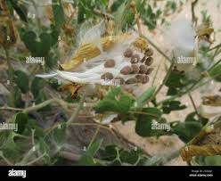 Image result for Pergularia daemia