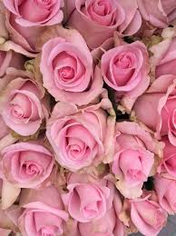 Maybe you would like to learn more about one of these? Floranation Home Facebook