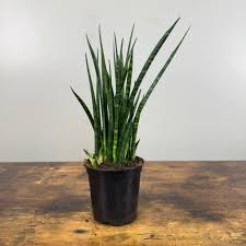 Image result for Sansevieria
