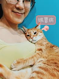 貓咪胰臟炎時要給什麼? 只要牠願意吃甚麼就給什麼飼主此時堅持牠該吃什麼而牠不吃反而更恐怖| Facebook