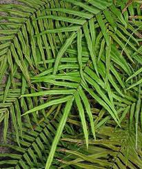 Image result for Pteris vittata