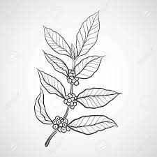 Maybe you would like to learn more about one of these? Coffee Plant With Coffee Leaf Royalty Free Cliparts Vectors And Stock Illustration Image 58123279