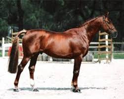 Тексты и переводы песен diam's. Diams Du Grasset Horse Pedigree Rimondo