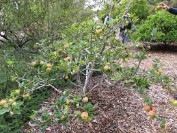 Organic tree care, rockhampton, queensland, australia. Kids Fruit Tree Pruning Cooking Magic For Kids