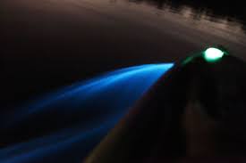 Bioluminescent Bay Puerto Rico Fajardo Bioluminescent Bay Fajardo Puerto Rico I Took This Kayak Trip So Cool The Movement Of Your Padd Bioluminescent Bay Kayaking Bioluminescent Bay Puerto Rico