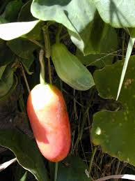 Image result for Coccinia grandis