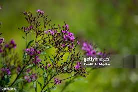 Image result for Vernonia auriculifera