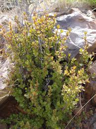 Image result for Myrothamnaceae