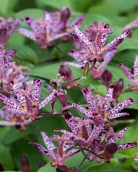 Recommended for its drought tolerance & clean. Tricyrtis Sinonome Hayloft