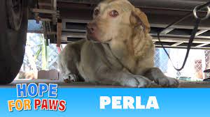 We live in ontario, california which is near los angeles in southern california. Yellow Labrador Dumped After Being Used For Breeding Puppies Look How Happy She Is Now Youtube