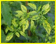 Maybe you would like to learn more about one of these? Penanganan Virus Kuning Cabai Pacu Produktivitas Pilar Pertanian