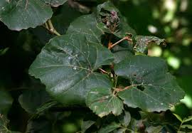 Image result for Rhoicissus tomentosa