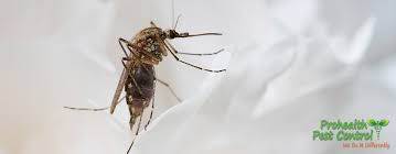There's been a proliferation of companies that are doing. Get Rid Of Mosquitoes Near Your Office Building Prohealth Pest Control