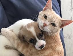 If a pup left out in the. After Her Kittens Were Killed By A Dog This Kitty Started Fostering Puppies