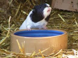 Pin On Guinea Piggies
