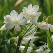 It produces yellow ball flowers in the spring and has silver/blue foliage. Drought Tolerant Plants Australian Plants Online