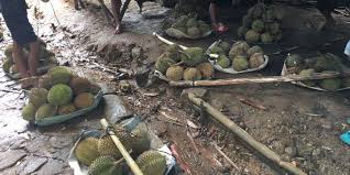 Check spelling or type a new query. Durian Runtuh Pinjol