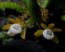 Image result for Taeniophyllum