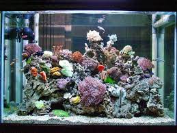 Desain aquarium filter samping inspirasi desain rumah 2019. Yuk Buat Sendiri Akuarium Air Laut Dengan 10 Rekomendasi Peralatan Dan Dekorasi Akuarium Dari Bp Guide Berikut