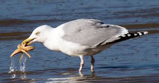 Image result for seagull