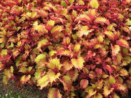 Perennial oriental poppies and annual zinnias are popular wisconsin garden flowers. Coleus Sun Coleus Painted Nettle Our Plants Kaw Valley Greenhouses
