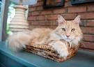 The Largest Domestic Cats | Petfinder