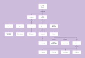 cell cycle concept map template lucidchart