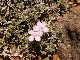 Image result for Barleria rigida