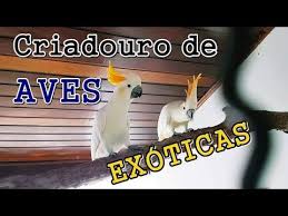 pin em psitacideos