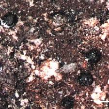 Image result for Macledium poggei