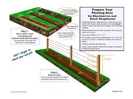 How To Grow Blackberries