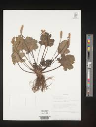 Image result for Plantago palmata