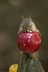 The Fairy Swan Via Pinterest Animals Beautiful Cute Squirrel Squirrel