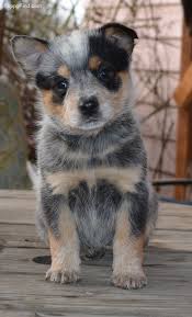 In 1893, robert kaleski took up breeding blue heelers, and he started showing them in 1897. Australian Cattle Dog Pictures Xf1y69x2633 Heeler Puppies Blue Heeler Puppies Austrailian Cattle Dog