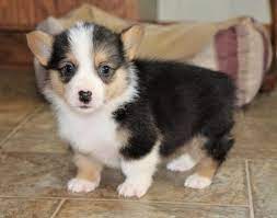 Eccr locates, rescues and transports corgis and corgi mixes in need to foster homes for eventual adoption to their forever home. Corgi Puppies For Sale Mn Petfinder