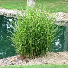 Image result for Eulalia