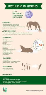 Botulism In Horses Horses Horse Care Vet Medicine