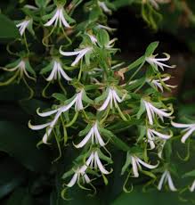 Image result for Bonatea antennifera