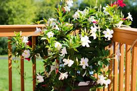 Image result for Mandevilla