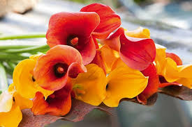Check spelling or type a new query. Zantedeschia Calla Lily