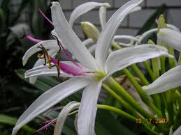 Image result for Crinum paludosum