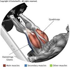 анатомия силовых тренировок для женщин скачать бесплатно полную верс Quadriceps Leg Press 45 Fitness Body Leg Press Bodybuilding Workouts