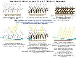 How To Care For A Dog With A Double Coat