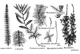 Image result for Haloragaceae