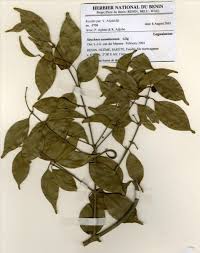 Image result for Strychnos usambarensis