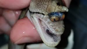 We did not find results for: Snake In Mississippi Found With Two Eyes In One Socket