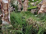 Image result for Litanthus pusillus