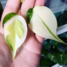 Philodendron Brasil Tricolor Plant Aesthetic Plants Variegated Plants